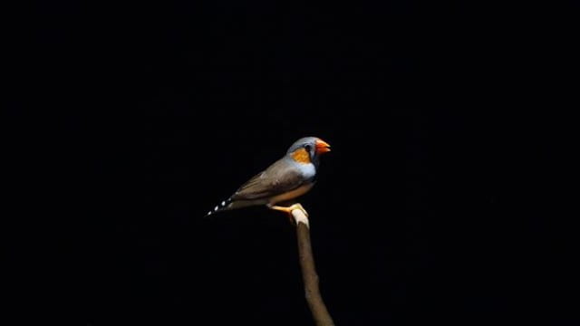 Picture of a zebra finch resting on a stick