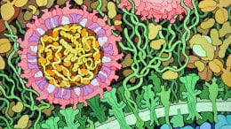 Cross-section of Zika virus. Illustration by David Goodsell
