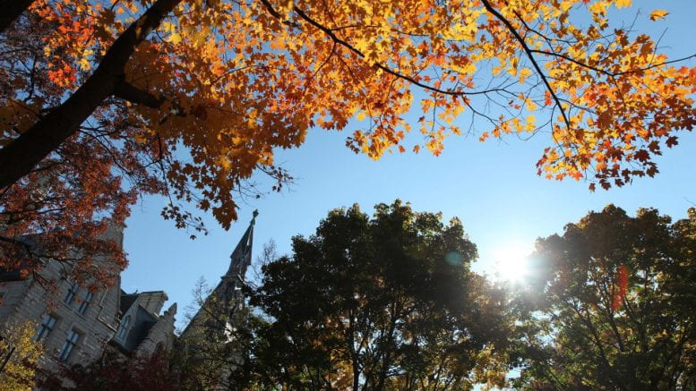 fall leaves on tree on campuse