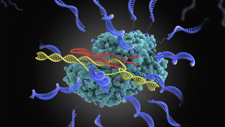 Spherical nucleic acids and CRISPR gene editing