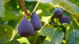 Fig plant