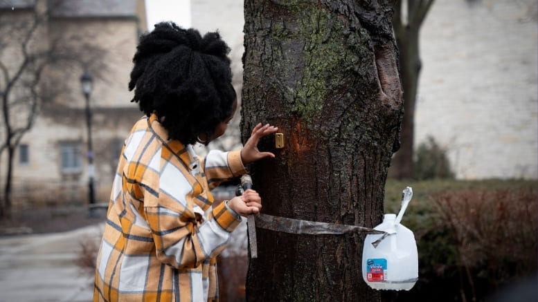 Students spend every Friday afternoon, rain, snow or sunshine, manually measuring sap from selected trees and eventually lugging sap in a gallon jug to their dorms in hopes they’ve produced enough to boil down into syrup. Photo by Elisa Huang